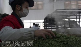 老汉爆料茶叶是真的吗视频,茶叶真相大起底！